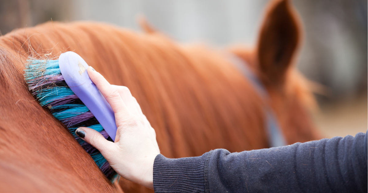 Revealing the 6 Best Horse Grooming Kits to Buy
